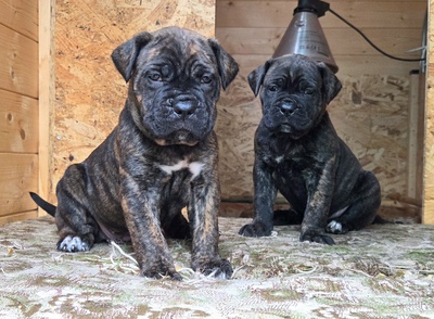 Cane corso Welpen - Hündin
