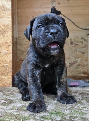 Cane corso Welpen - Hündin