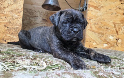 Cane corso Welpen - Hündin