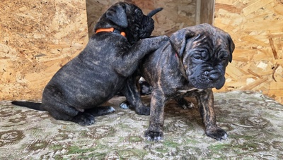 Cane corso Welpen - Hündin