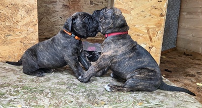 Cane corso Welpen - Hündin