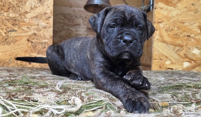 Cane corso Welpen - Hündin