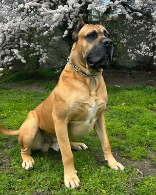 Cane corso Welpen - Hündin