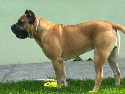 Cane corso Welpen - Hündin