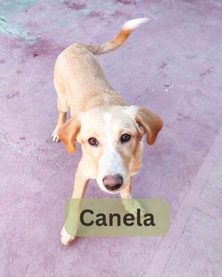 Canela