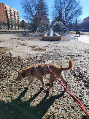 Canela, Mischling - Hündin