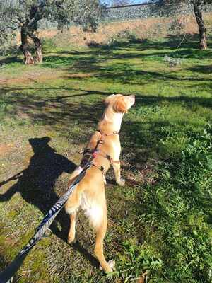 Canela, Mischling - Hündin