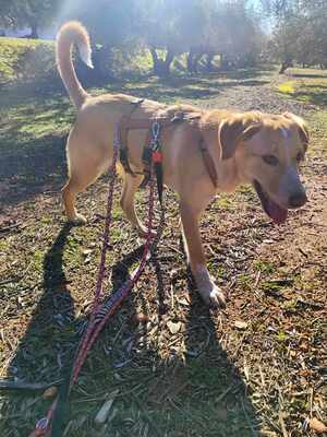 Canela, Mischling - Hündin