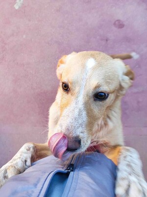 Canela, Mischling - Hündin