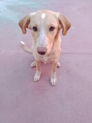 Canela, Mischling - Hündin