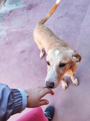 Canela, Mischling - Hündin