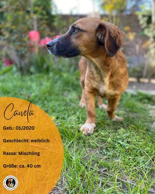 Canela