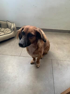 Canela, Mischling - Hündin