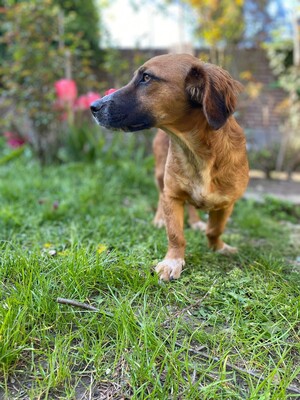 Canela, Mischling - Hündin