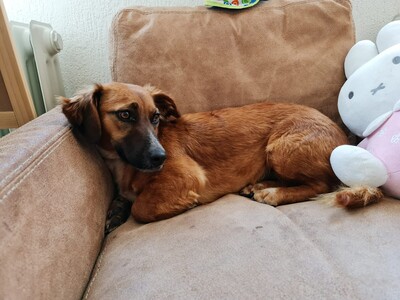 Canela, Mischling - Hündin