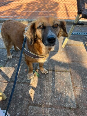 Canela, Mischling - Hündin