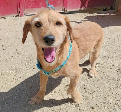 Canela