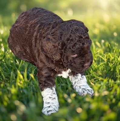 Canella, Sienna, Luna, Mocca, Lagotto Romagnolo Welpen - Hündin
