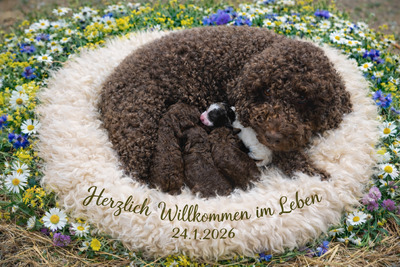 Canella, Sienna, Luna, Mocca, Lagotto Romagnolo Welpen - Hündin