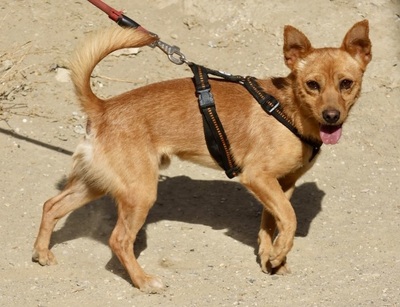 Canelo