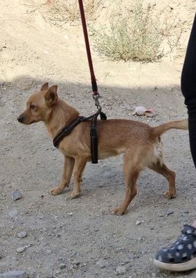 Canelo, Mix - Rüde