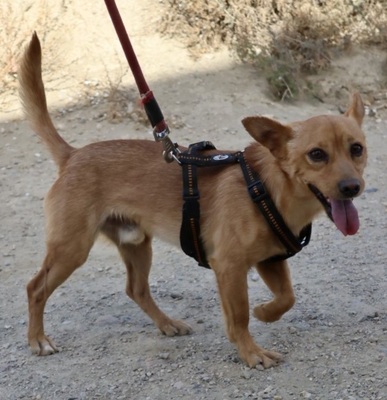 Canelo, Mix - Rüde