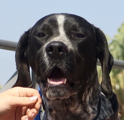 Capi, Pointer Mix - Rüde