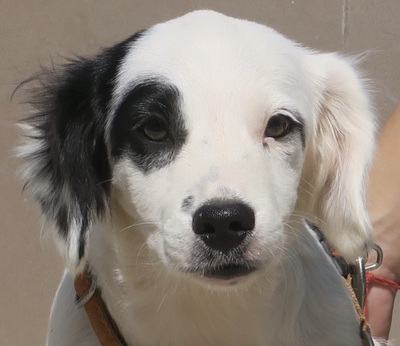 Capitan, Mix - Rüde