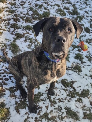 Capone Cane Corso Rüde sucht erfahrenes Zuhause, Cane Corso - Rüde