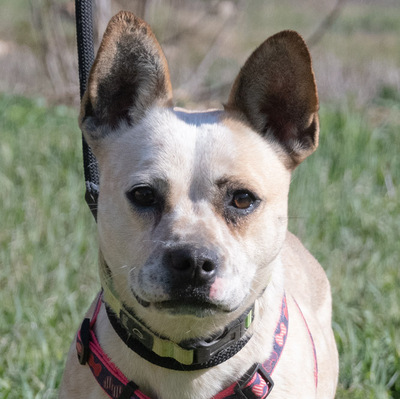 Cappuccino (weibl.) - eine temperamentvolle Dame, Franz. Bulldogge-Mix - Hündin