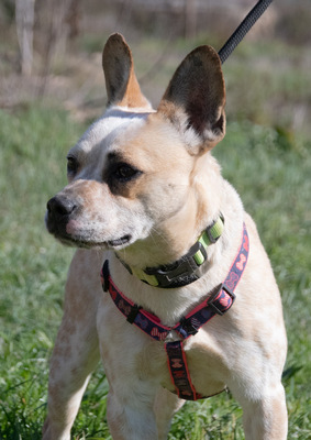 Cappuccino (weibl.) - eine temperamentvolle Dame, Franz. Bulldogge-Mix - Hündin