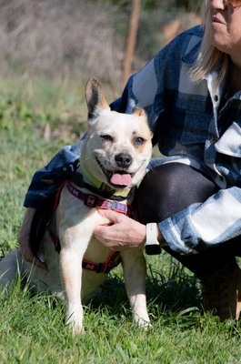 Cappuccino (weibl.) - eine temperamentvolle Dame, Franz. Bulldogge-Mix - Hündin