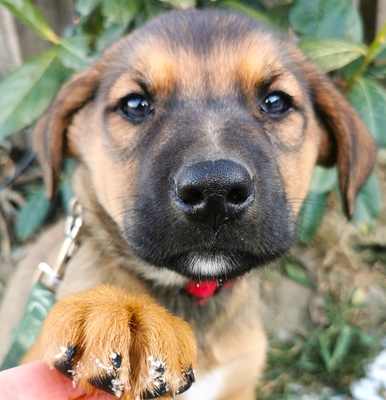 Cappy sucht warmes Körbchen, Mischling größer werdend Welpen - Hündin