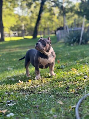 Captain, American Bully Pocket - Rüde