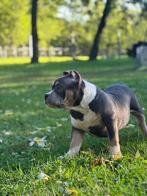 Captain, American Bully Pocket - Rüde