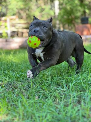 Captain, American Bully Pocket - Rüde