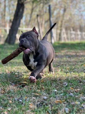 Captain, American Bully Pocket - Rüde