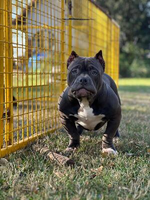 Captain, American Bully Pocket - Rüde