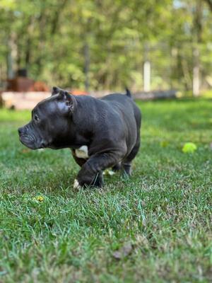 Captain, American Bully Pocket - Rüde