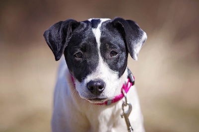 Cara, Mischling Welpen - Hündin