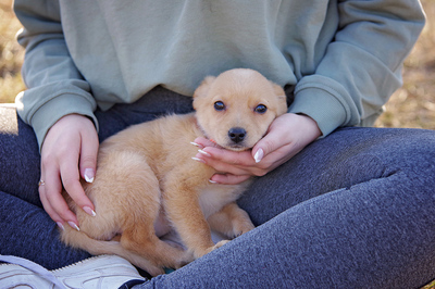 Caramel, Mischlingshündin Welpen - Hündin