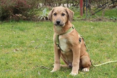 Caramelo, Mischling Welpen - Rüde