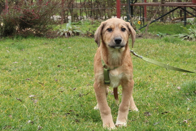 Caramelo, Mischling Welpen - Rüde