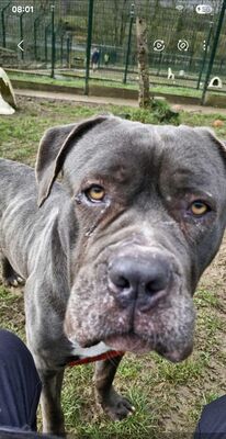 Carbo Cane Corso Hündin braucht dringend ein Zuhause, Cane Corso - Hündin