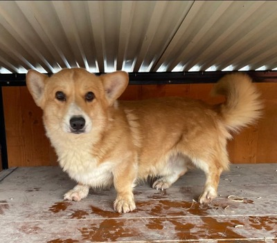 💐 Cardinal - Corgi-Mix-Rüde - super niedlich und sozial, Corgi-Mix - Rüde