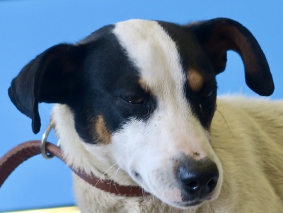 Carla, Bodeguero-Andaluz - kastriert - Hündin