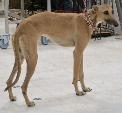 Carla, Galgo Espanol - Hündin