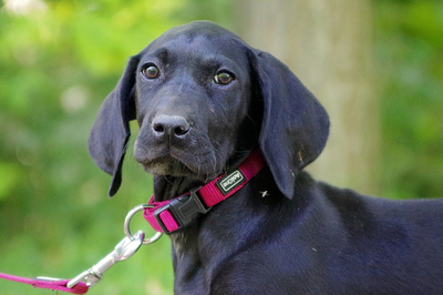 Carla, Labrador / Magyar Vizsla – Mischling Welpen - Hündin