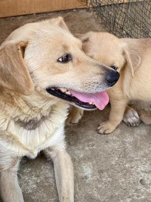 Carla, Mischling - Hündin