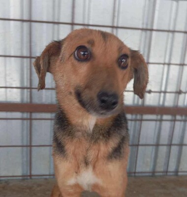 Carla möchte dem Shelteralltag entfliehen, Mischling - Hündin